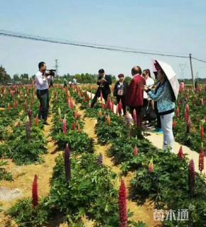 高度15厘米羽扇豆