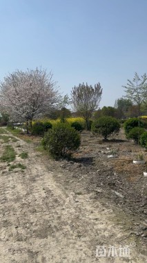 15公分日本早樱