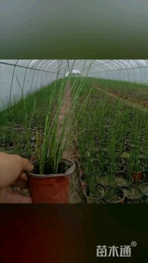 高度30厘米木贼