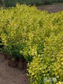 高度40厘米金叶女贞