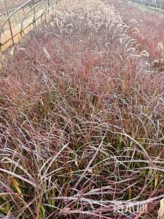 高度25厘米紫叶狼尾草