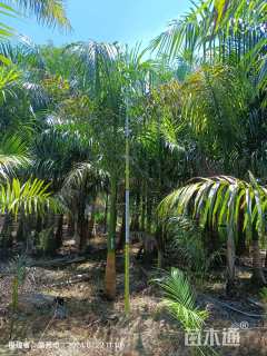 裸干高20厘米大王椰子