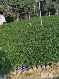 高度25厘米非洲茉莉