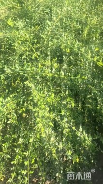 高度60厘米云南黄馨