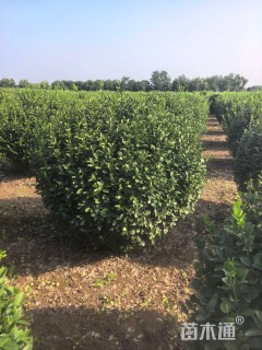 冠幅180厘米卫矛球