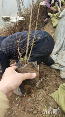 高度40厘米花石榴