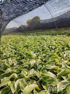 高度15厘米金边玉簪