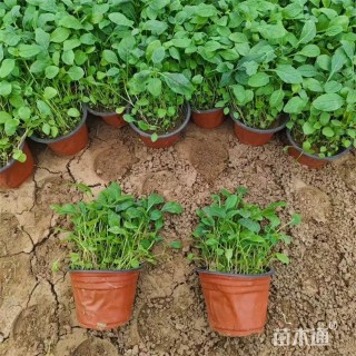 高度22厘米美丽月见草