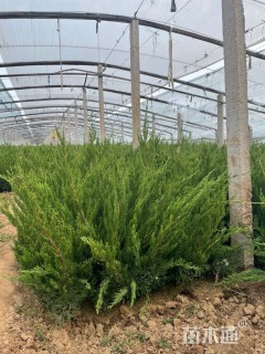 高度70厘米小龙柏