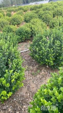 冠幅30厘米卫矛球