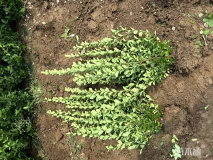 高度70厘米卫矛