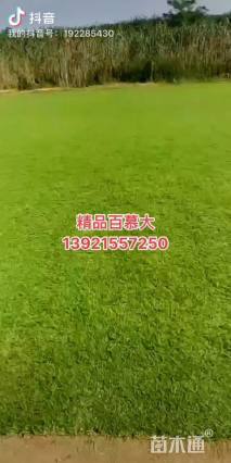 草块状百慕大草