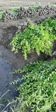 高度50厘米金禾女贞