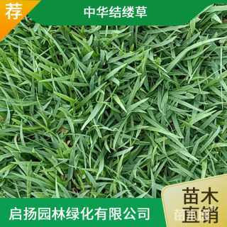草块状中华结缕草