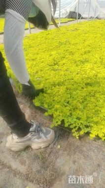 高度10厘米过路黄