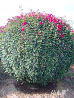 冠幅100厘米月季花球