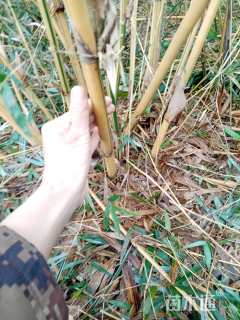 地栽苗篌竹
