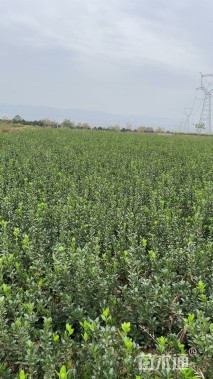 高度55厘米大叶黄杨