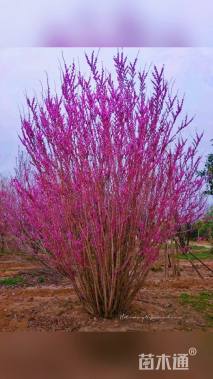 高度500厘米紫荆