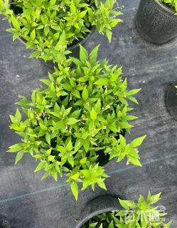 高度50厘米溲疏