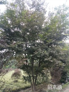 25公分朴树