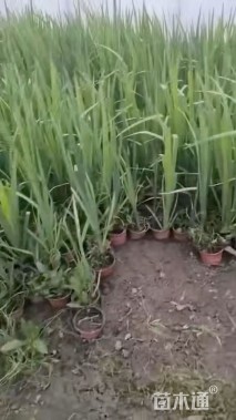 高度40厘米水生鸢尾