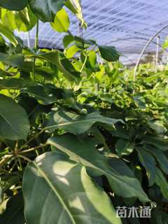 6公分五辫发财树