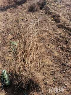 60厘米五叶地锦