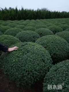 冠幅160厘米小叶女贞球