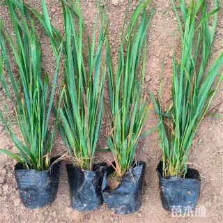 高度45厘米拂子茅