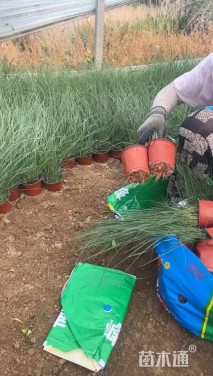 高度40厘米粉黛乱子草