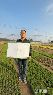 高度18厘米欧石竹