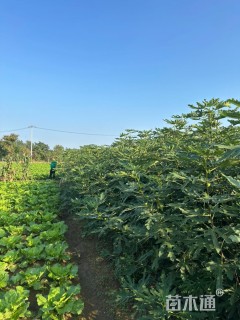 高度180厘米无花果小苗