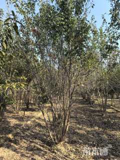 高度300厘米丛生暴马丁香