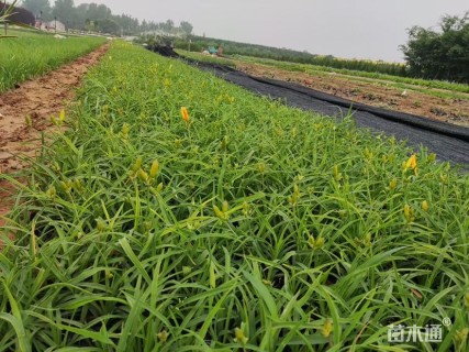 高度15厘米金娃娃萱草