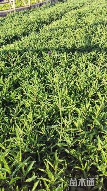 高度25厘米马鞭草