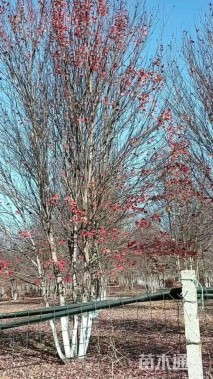 12公分美国红枫