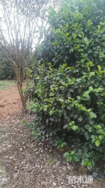 高度300厘米含笑