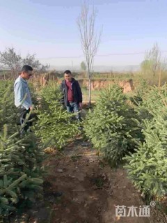 高度200厘米云杉