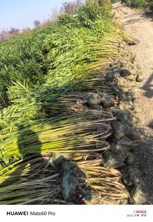 高度180厘米夹竹桃