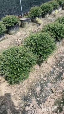 高度30厘米冬青先令球