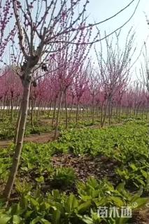 高度280厘米紫荆