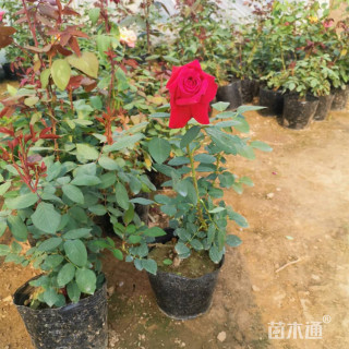 高度50厘米大花月季