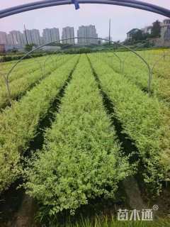 高度30厘米银姬小蜡