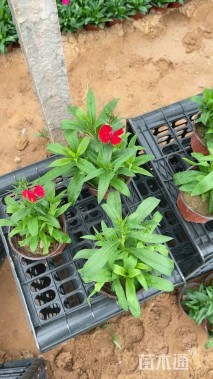 高度20厘米石竹