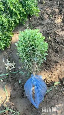 高度35厘米小叶黄杨