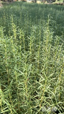 高度20厘米迷迭香