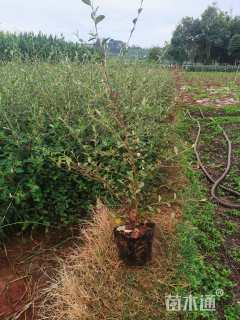 高度50厘米平枝栒子