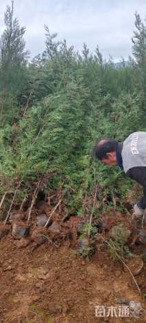 高度100厘米侧柏