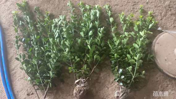 高度50厘米大叶黄杨小苗